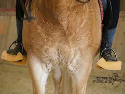 We did not find results for: Feldenkrais Methode So Wirst Du Zu Einem Besseren Reiter