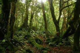 Image result for Trichocladus ellipticus