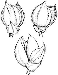 Image result for Echinochloa frumentacea