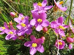 Image result for Chironia