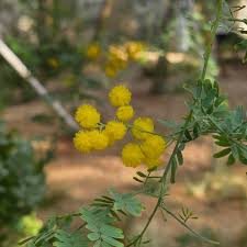 Image result for Acacia lasiopetala