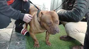 Cropping is the removal of part or all of the external flaps of an animal's ear. Ear Cropping Warning After Celebrity Dog Breeder Found Guilty Bbc News