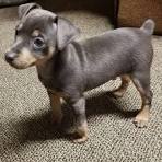 Miniature Pinscher Puppies for Sale - Adoptapet