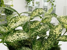 Image result for Dracaena laxissima