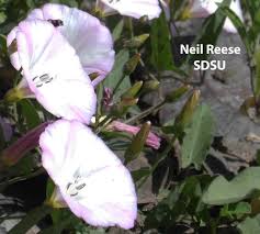 Image result for Convolvulus arvensis