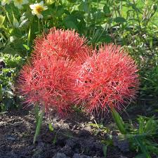 Codes réduction plantes insolites pour des frais de la livraison offerts. Avis Aux Amateurs Code Promo Jardinoscope Suite De Notre Partenariat Voir Article Sur Mon Blog Http Jardinoscope Canal Parc Et Jardin Potager Bio Fleurs