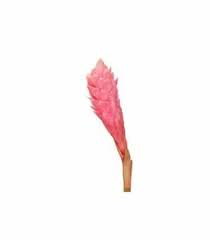 Pink Ginger Tropical Flowers 20 Stems Bulk Flowers J R Roses Wholesale Tropical Flowers Ginger Flower Flower Care
