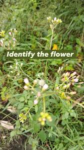 Image result for Gnaphalium polycaulon