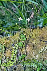 Image result for Cardamine obliqua