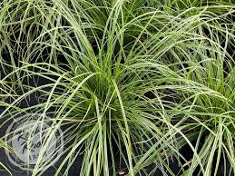 Image result for Carex brassii