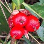 Image result for Stipularia africana