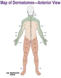 innervation of the skin dermatomes