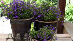 Image result for foto Lobelka