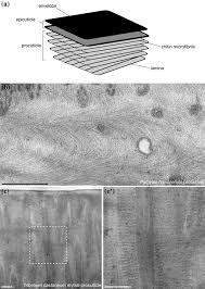The Arthropod Cuticle Springerlink