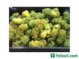 We did not find results for: Vand Struguri De Vin 2018 Produse Piata Alimentatie Vrancea Focsani Anunt 52081