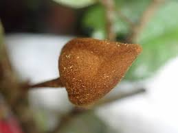 Image result for Uvariastrum