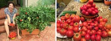 Now add your plant (tomatoes and peppers are my favorites) to the bottom (previously the top) of the planter by carefully pushing the roots through the hole or alternatively you can the plant out from the inside. The Garden Patch Growbox Tomato Planter Container Garden