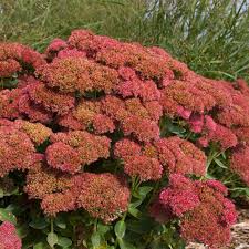 Autumn fire sedum (sedum spectabile autumn fire), also known as autumn fire stonecrop, is a cultivar that grows up to 2 feet tall and 18 inches wide with large showy pink blooms that. Sedum Spectabile Autumn Fire Copf From Nvk Nurseries