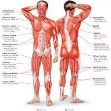 Biggest muscles in the human body. How Many Muscles Are There In The Human Body Quora