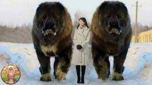 Un corbeau a décidé d'amener des graines et de la nourriture à un chat et un chien comme s'il s'agissait de ses bébés. Les 10 Plus Grands Chiens Du Monde Lama Fache Youtube