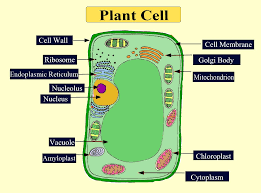 The plant cell wall is made up of this substance. Strength And Rigidity Of Cell Wall Is Due To Asuberin Class 11 Biology Cbse