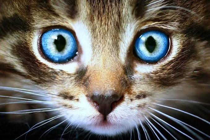 The Mystery Of Cats Eyes.. - Cat Tree UK