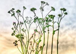 Image result for Vernonia cinerascens