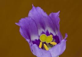 Image result for eustoma maurine