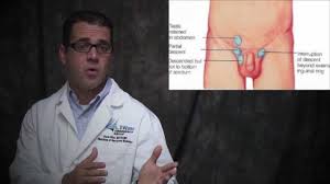 Hi it's a myth that your ball's drop when you start puberty because they actually drop just after birth, what happens through puberty is that you ball sack hangs a little lower and your ball's may get a little bigger. Cryptorchidism Undescended Testes Youtube