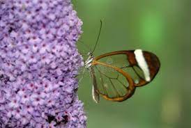 Full length portrait of a young man running with empty butterfly net isolated on. Exotic Butterfly Poses In The Vegetation Stock Photo Image Of Innkeeper Aguilas 142480342