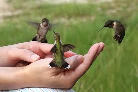 Colibri Recherche Google Attirer Les Colibris Oiseaux