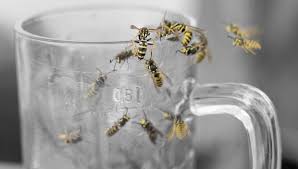 Immer Aggressiver Das Musst Du Tun Damit Dich Wespen Nicht Stechen In 2020 Wespen Bekampfen Wespe Insekten