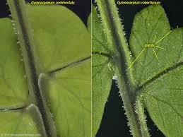 Image result for Gymnosporia pubescens