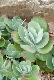 Kalanchoe Thyrsiflora Plant Flower Stock Photography Gardenphotos Com Succulents Planting Succulents Plants