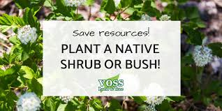 Grow well missouri is expanding! 7 Native Bushes And Shrubs Native To Missouri Voss Land Tree
