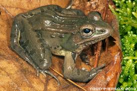 Image result for Lepidagathis eriocephala