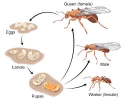 Ant Life Cycle Ask A Biologist