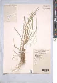 Image result for Panicum schinzii