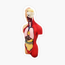 Oct 04, 2016 · anatomy is important, attitude is even more. Human Torso Anatomy Model Poster By Zapwow Redbubble