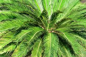 Image result for Encephalartos umbeluziensis