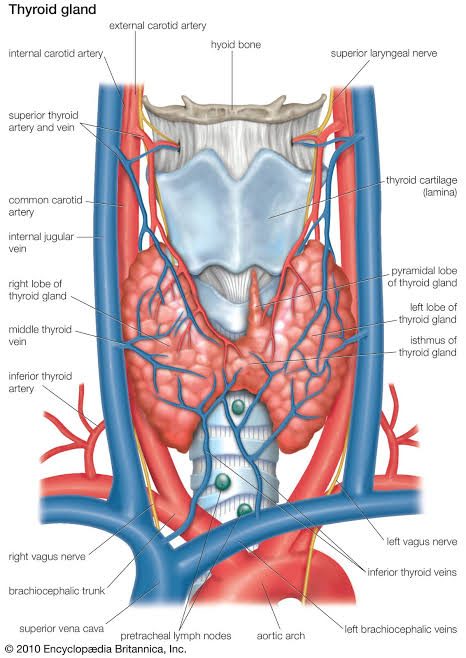 Anatomy of the Thyroid Gland, AI generated