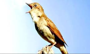 Terlepas dari populer atau tidak burung flamboyan ini mempunyai suara kicau yang istimewa yang bisa kita nikmati. 500 Gambar Burung Flamboyan Jantan Hd Paling Keren Infobaru