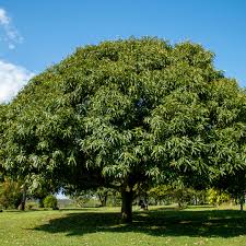Image result for Mangifera indica