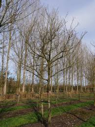 Image result for Prunus domestica