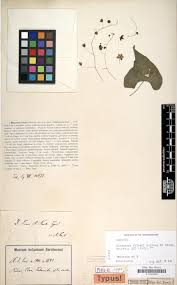 Image result for Thesium bangweolense