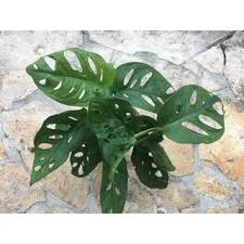 Narrow form (or cultivar/clone) has longer narrower leaves with long and narrow fenestrations. Philodendron