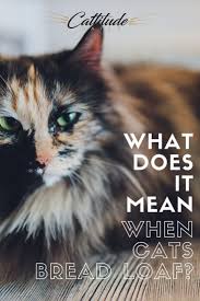 What Does It Mean When Cats Do The Bread Loaf Position Cat Facts Cats Cat Behavior