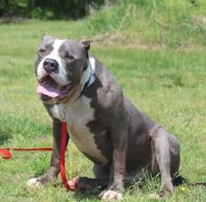 Puppies available end of march 421.91 miles. Pin On Pit Bull Mix