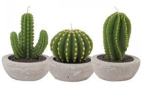 And wax paper, this simple activity shows students how the thick, waxy stems of cactus or the thick leaves of a succulent hold water. Looking Sharp How The Cactus Became The World S Most Wanted Plant Homes The Guardian