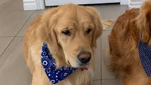 Fundraiser by Julie Ballard : Donate to help Max with his hips surgery this  week.